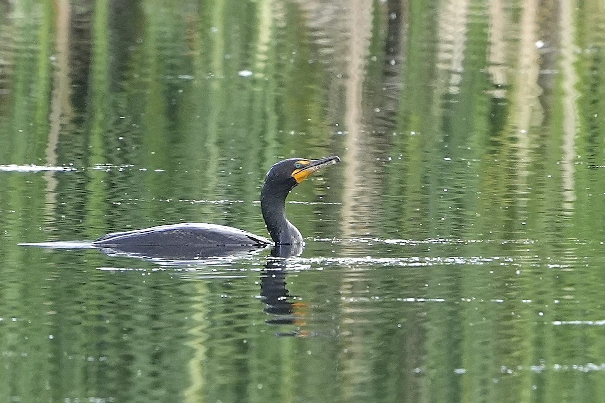 Double-crested Cormorant - ML637298911