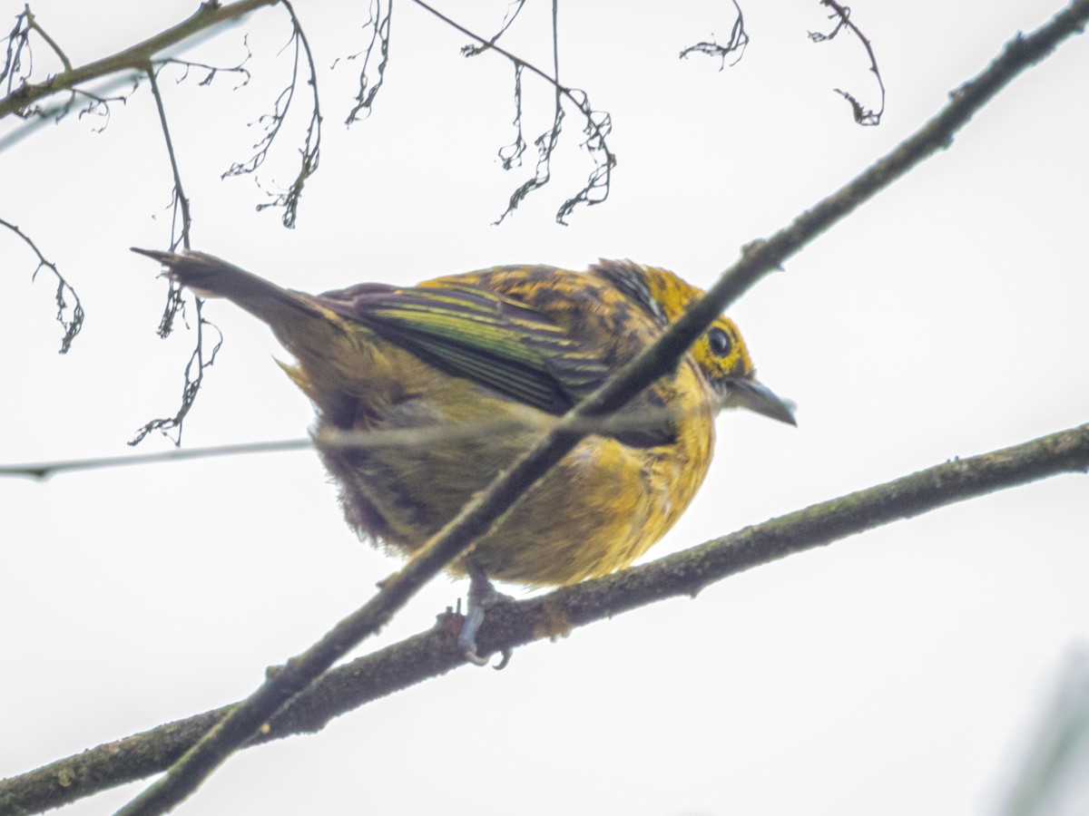 Silver-throated Tanager - ML637298933