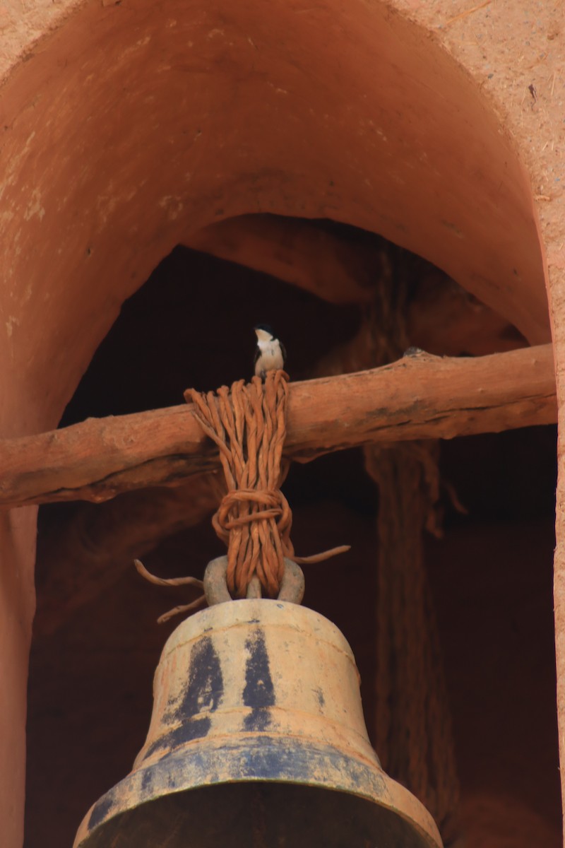 Blue-and-white Swallow - ML637298967