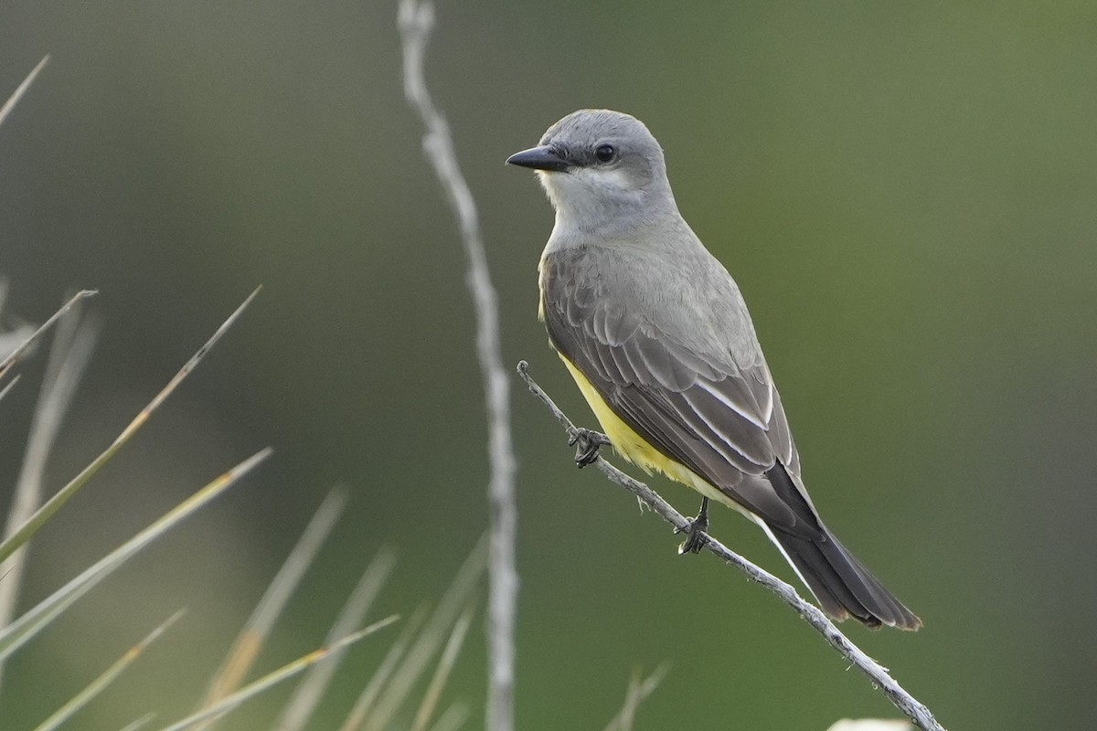Western Kingbird - ML637298988