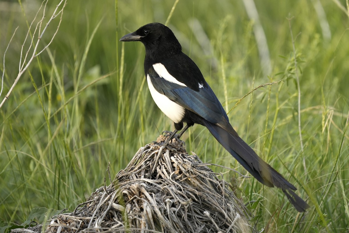 Black-billed Magpie - ML637299009