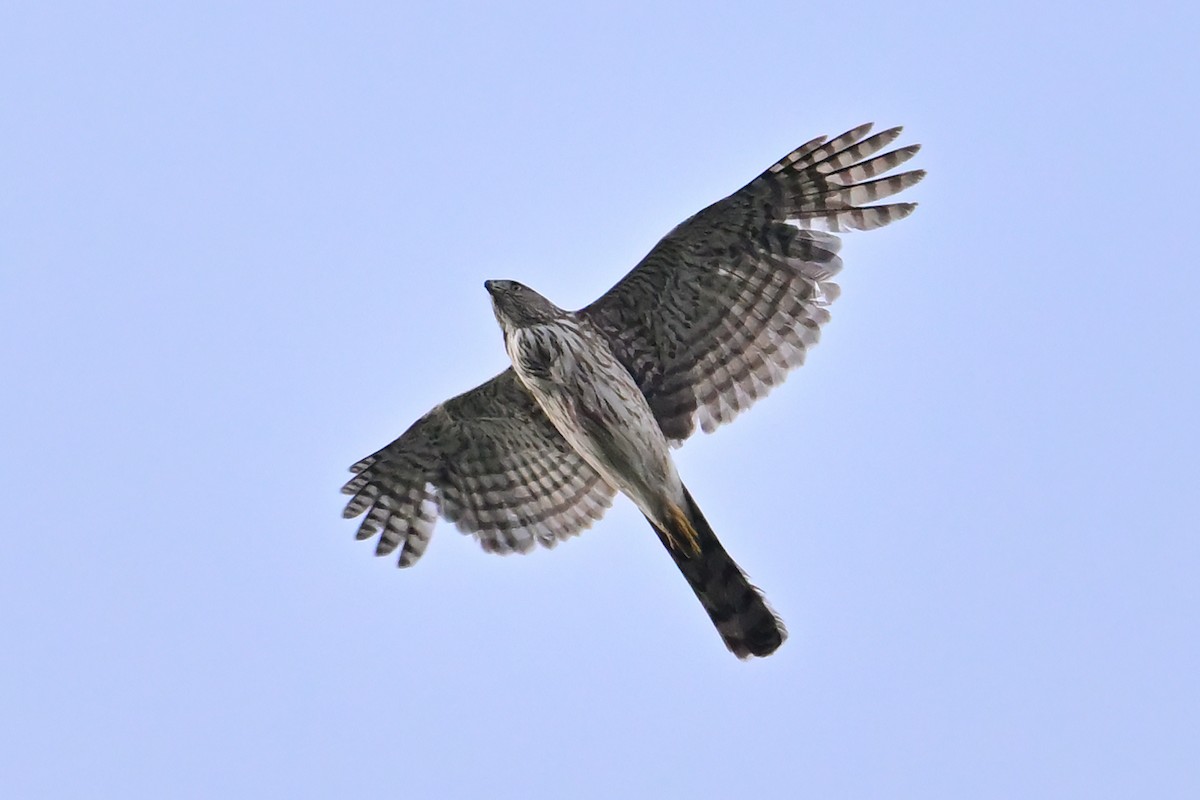 American Goshawk - ML637299013