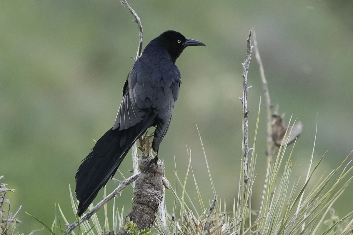 Great-tailed Grackle - ML637299042