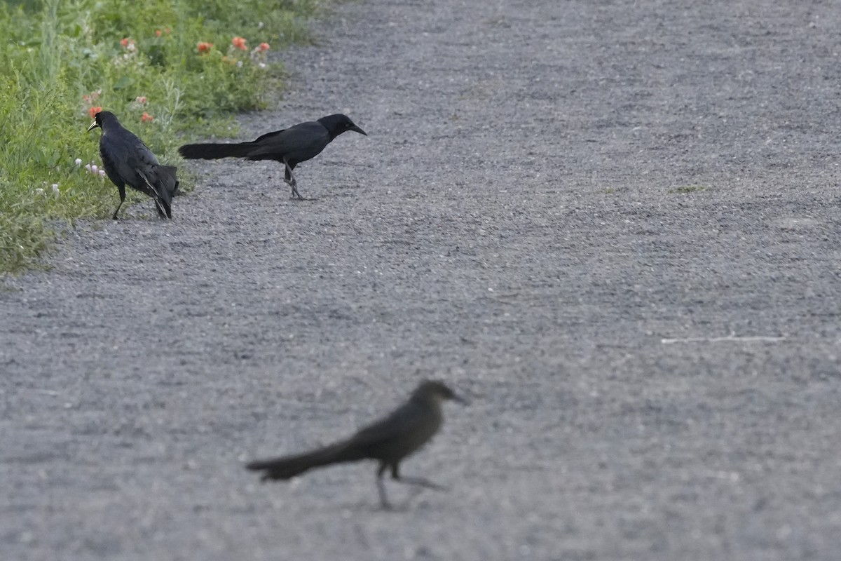 Great-tailed Grackle - ML637299053