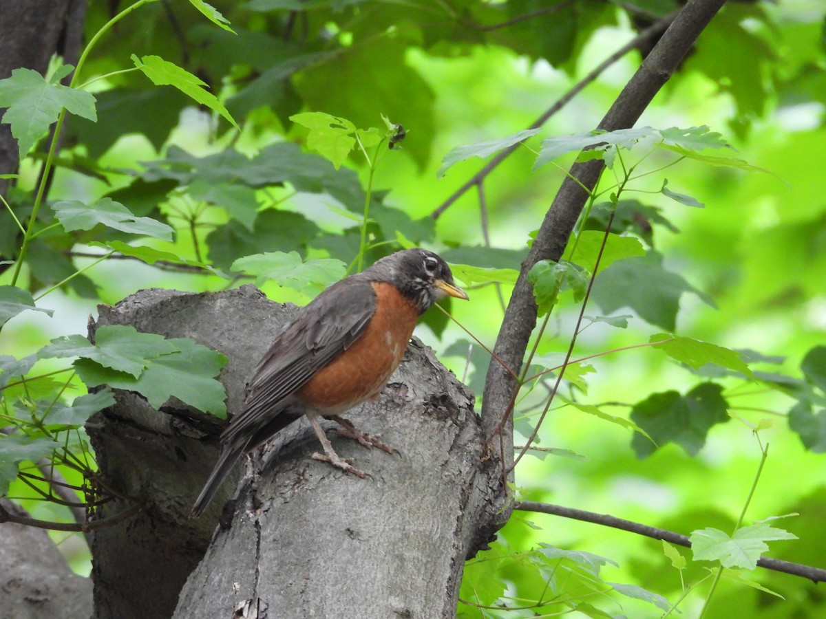 American Robin - ML637299099