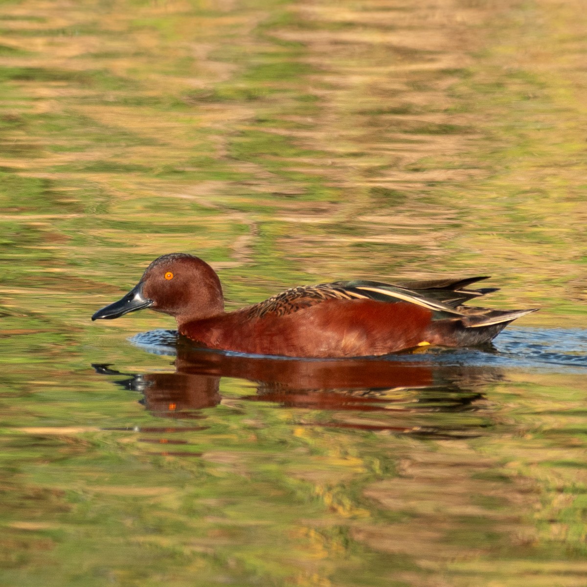 Cinnamon Teal - ML637299101