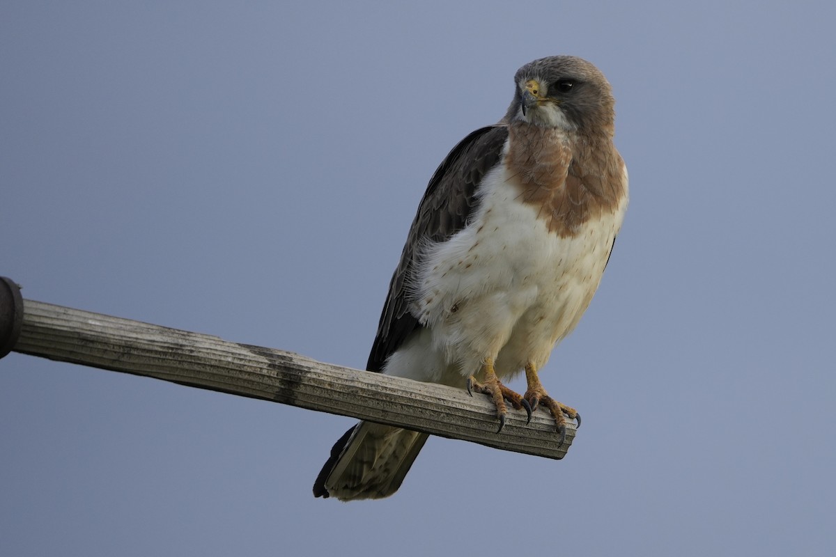 Swainson's Hawk - ML637299125