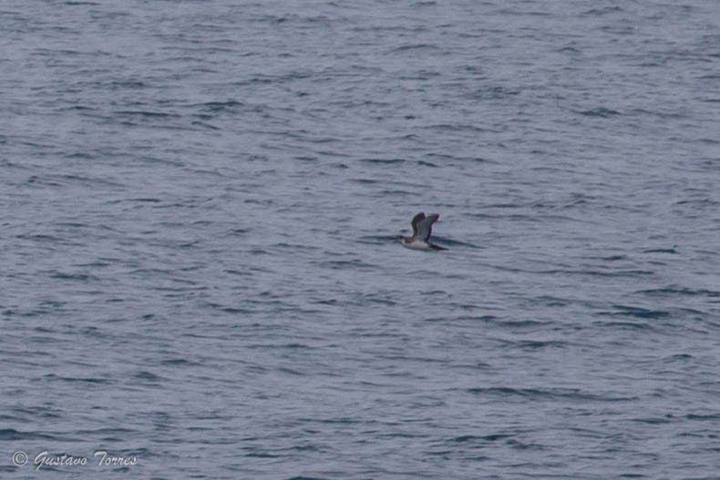 Yelkouan Shearwater - ML637299170