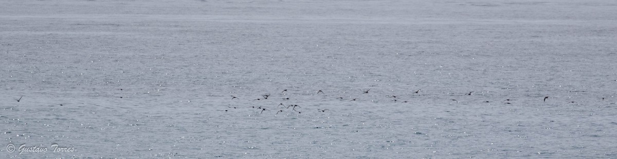 Yelkouan Shearwater - ML637299171