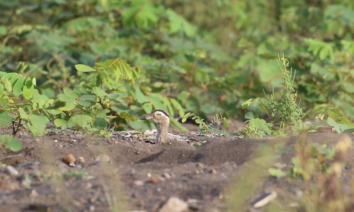 Double-striped Thick-knee - ML637299176