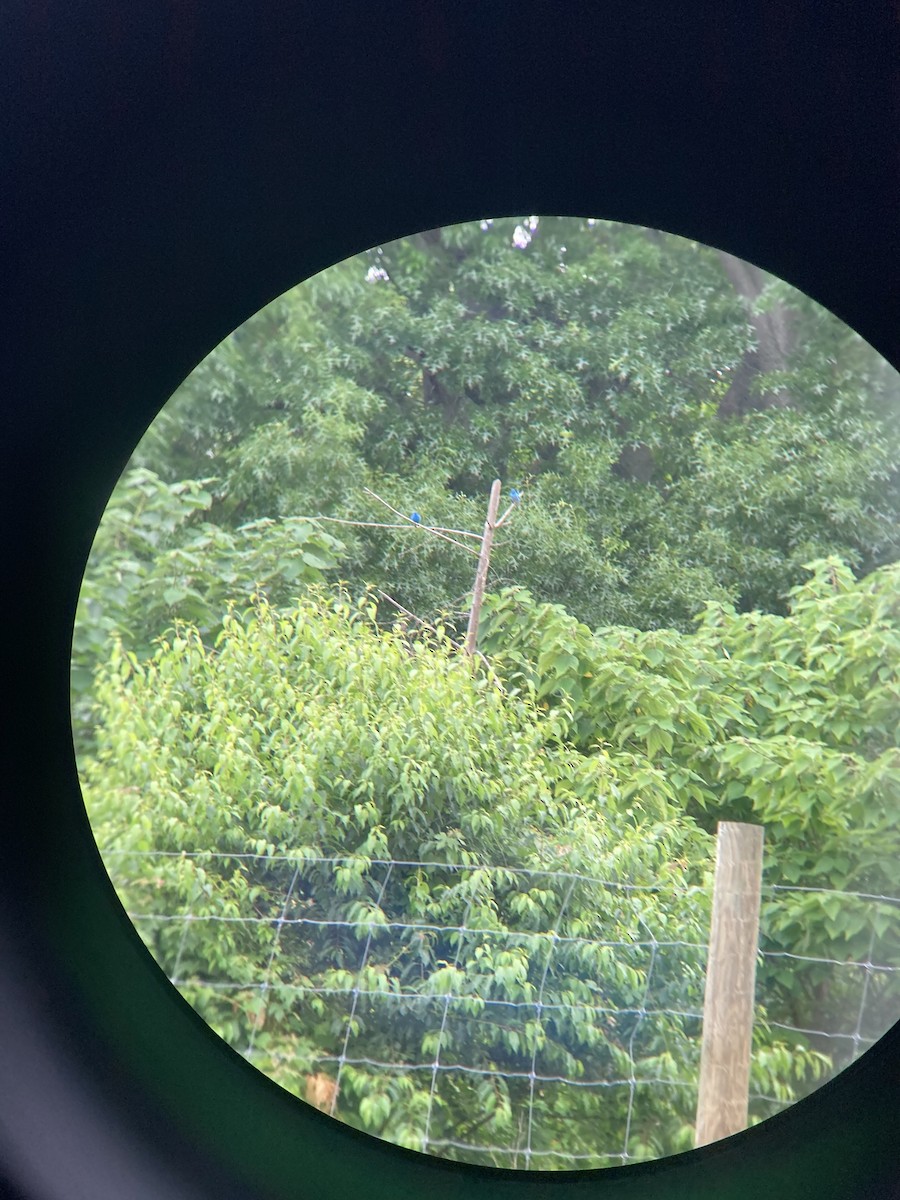 Indigo Bunting - ML637299205