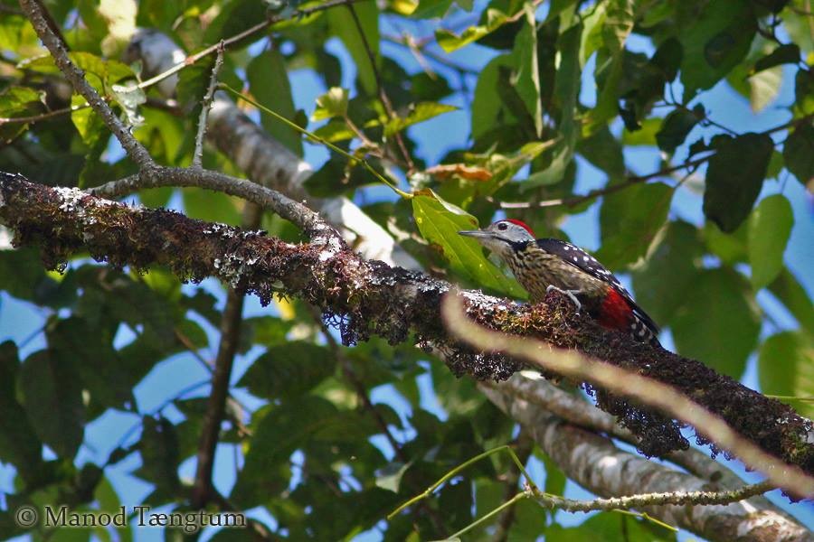 Stripe-breasted Woodpecker - ML637299206