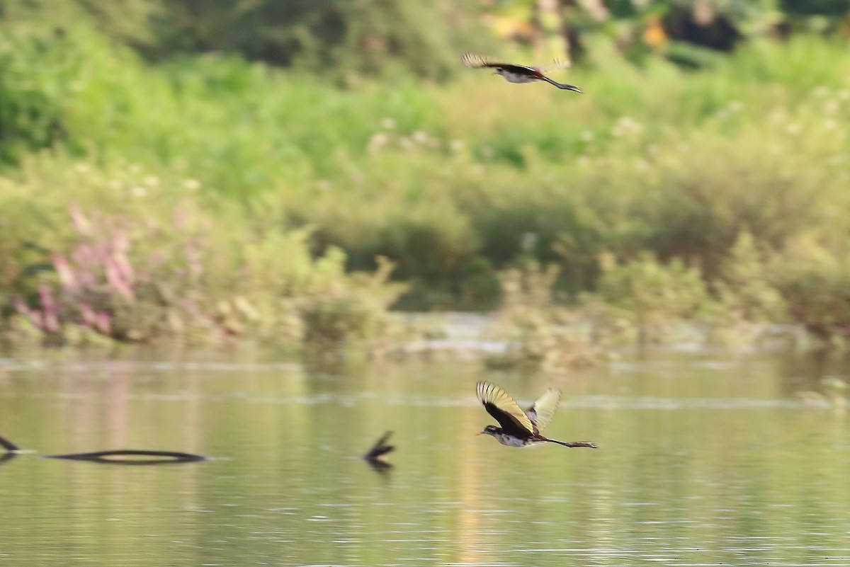 Northern Jacana - ML637299247