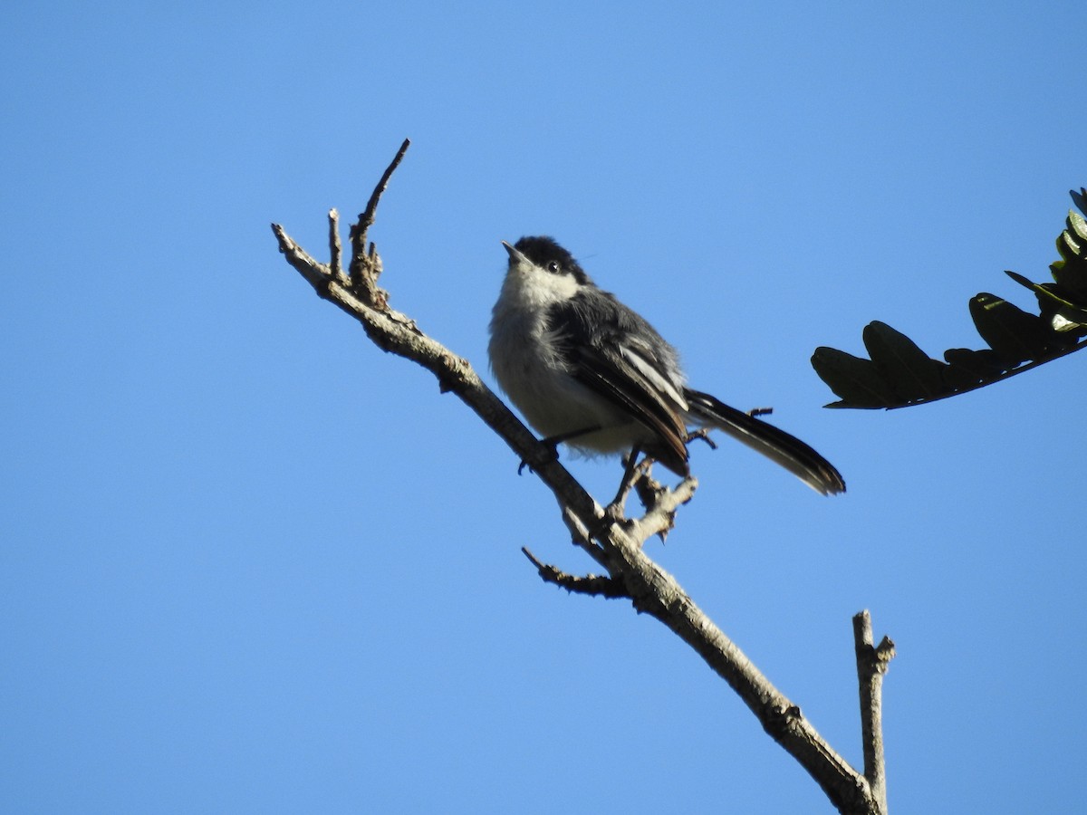 Marañon Gnatcatcher - ML637299304