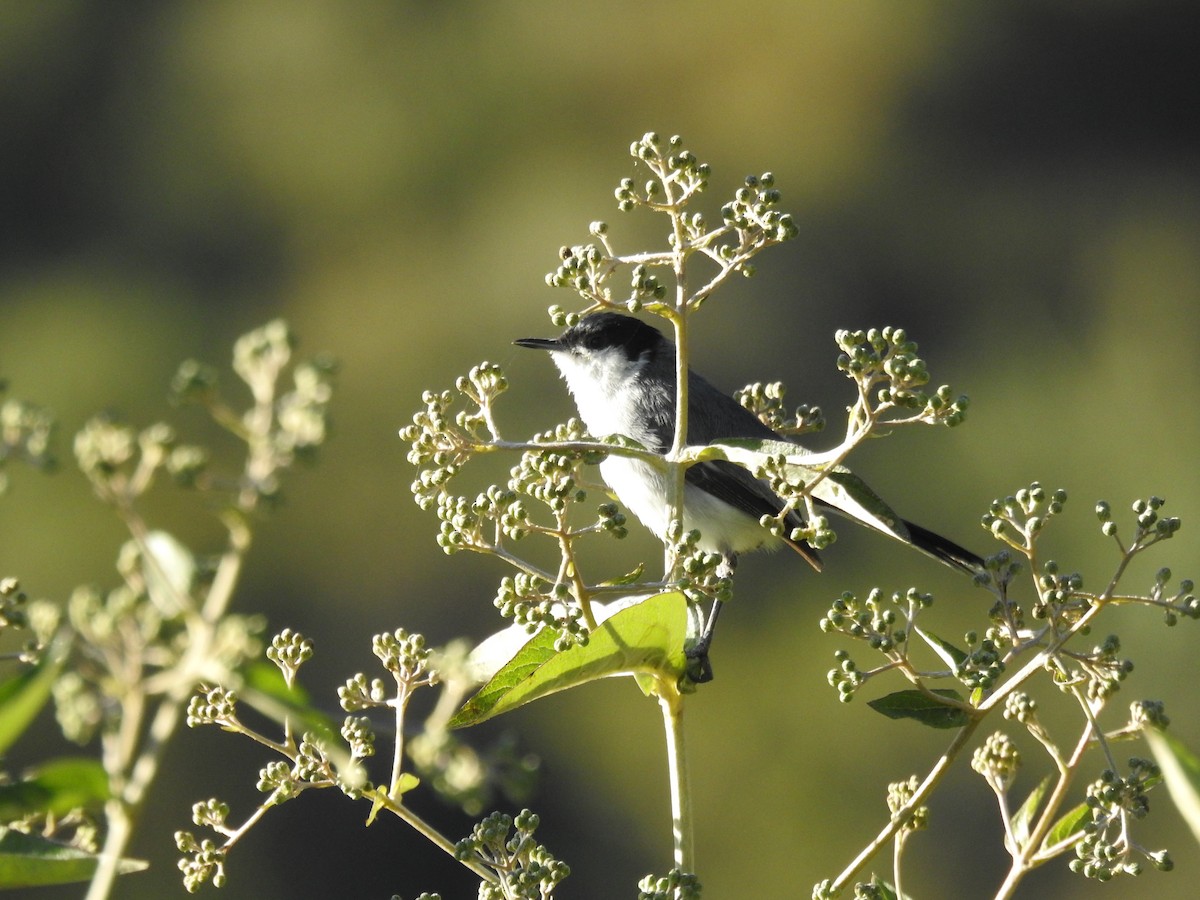 Marañon Gnatcatcher - ML637299305