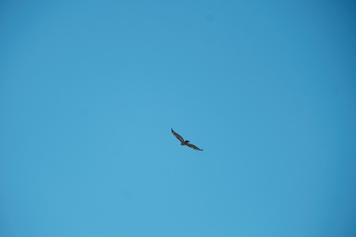 Red-tailed Hawk - ML637299344