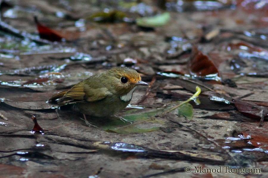 Rufous-browed Flycatcher - ML637299369