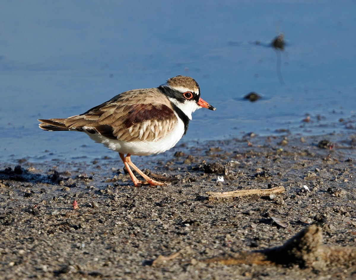 Black-fronted Dotterel - ML637299370