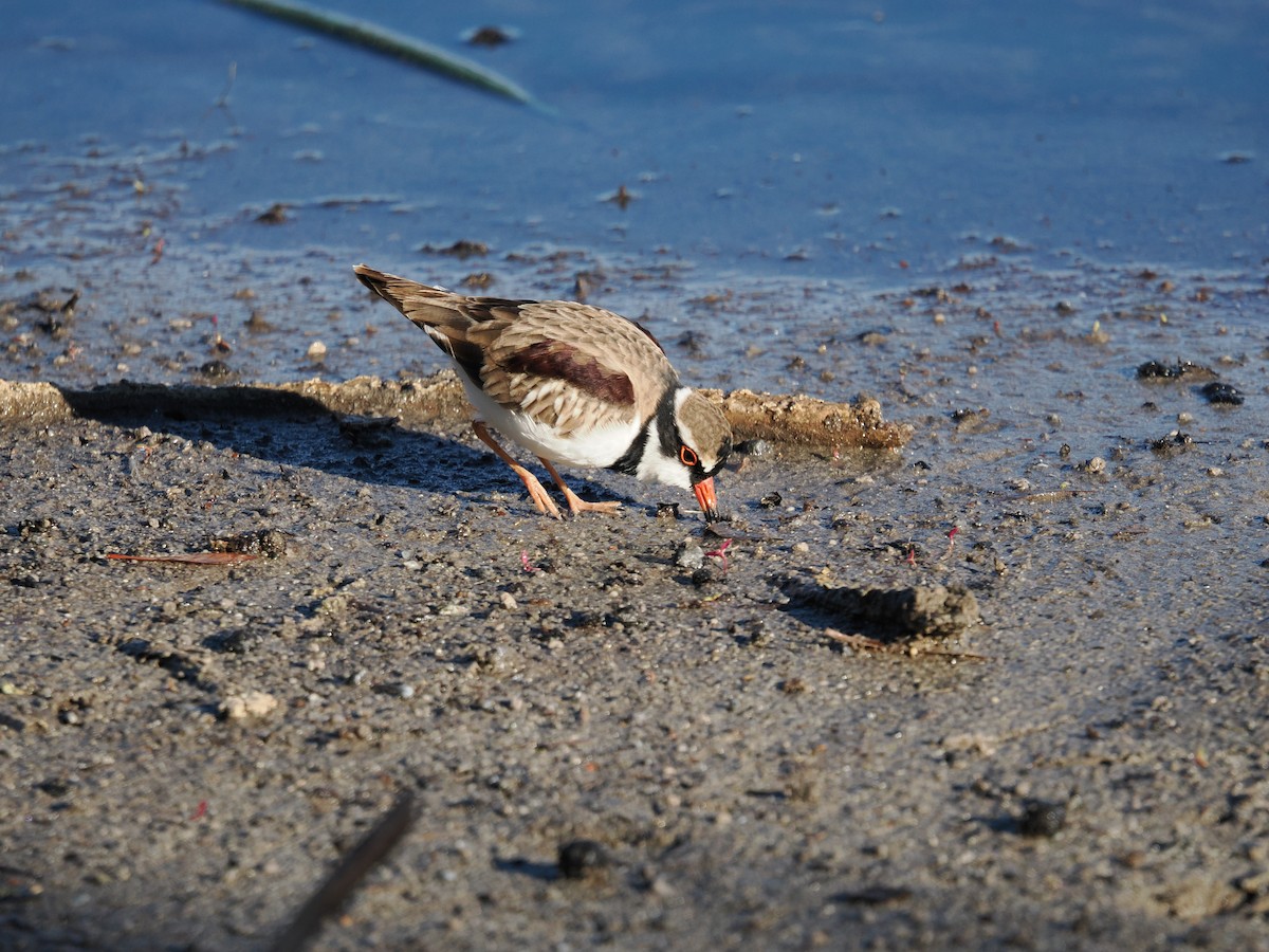 Black-fronted Dotterel - ML637299372