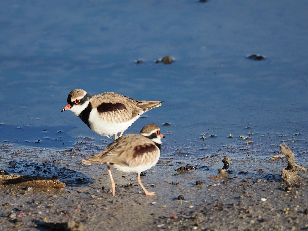 Black-fronted Dotterel - ML637299373