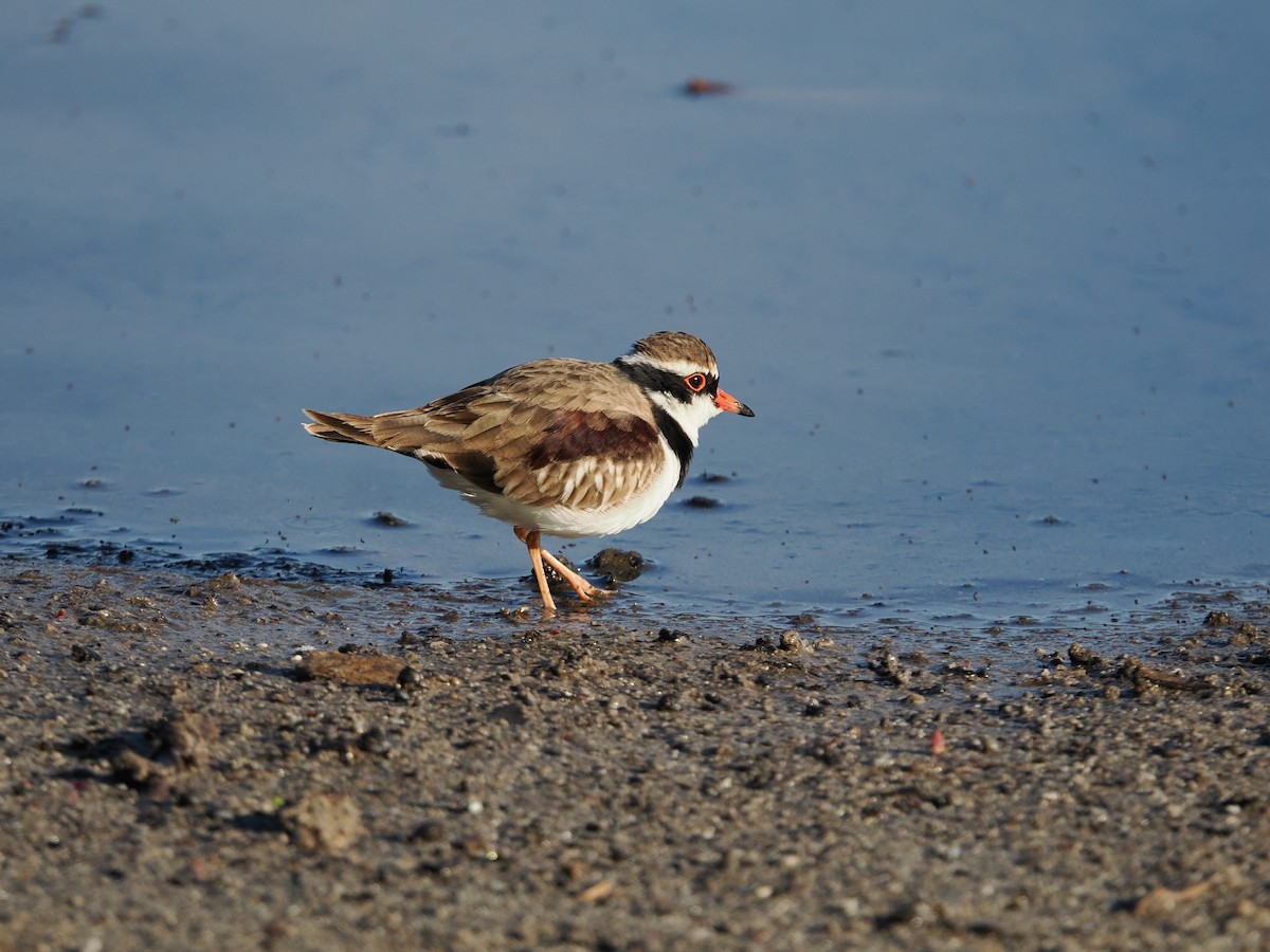 Black-fronted Dotterel - ML637299374