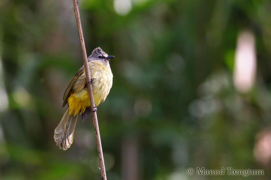 Bulbul flavescent - ML637299389