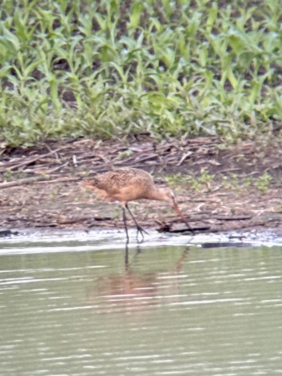 Marbled Godwit - ML637299413