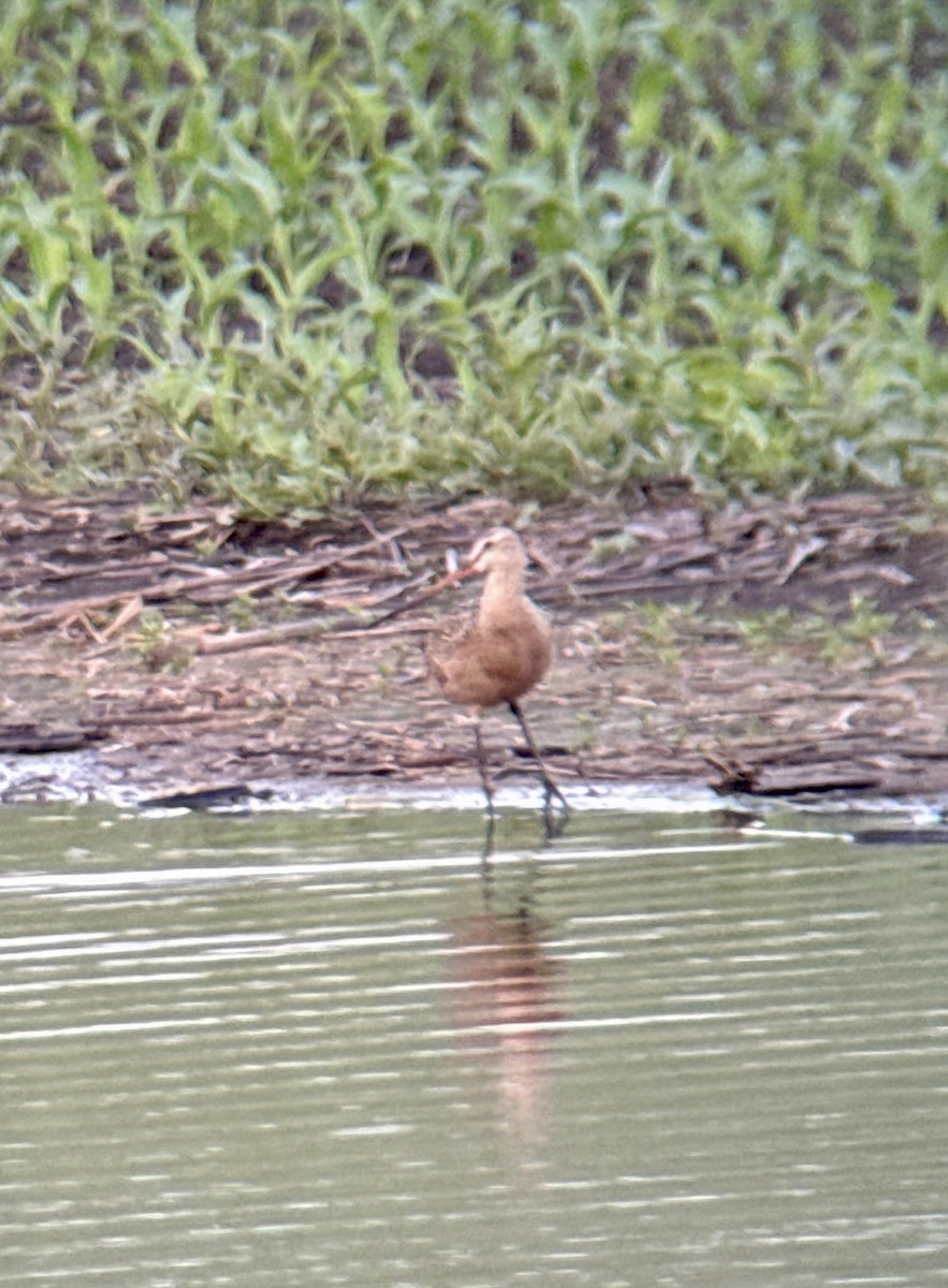 Marbled Godwit - ML637299414