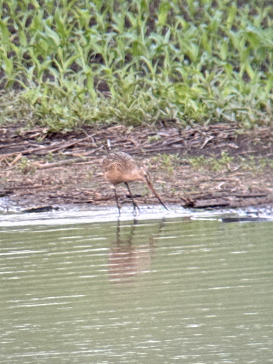 Marbled Godwit - ML637299415