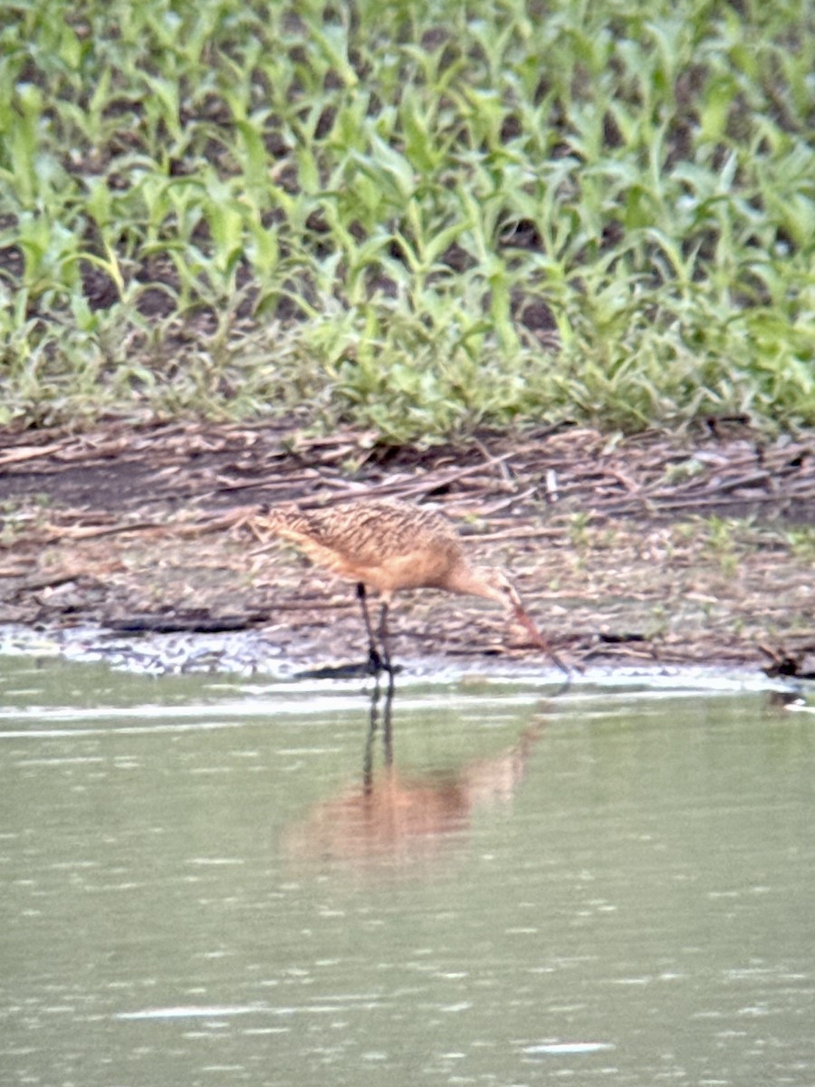Marbled Godwit - ML637299416