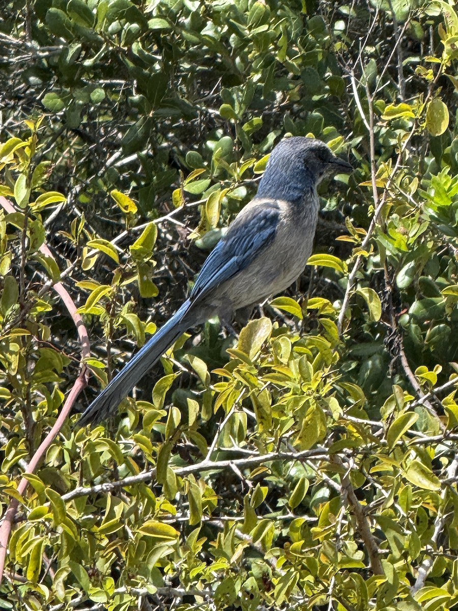 Florida Scrub-Jay - ML637299571