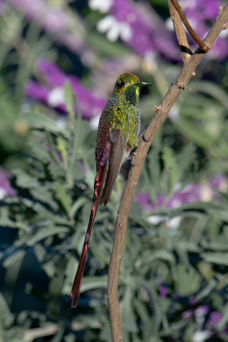 Red-tailed Comet - ML637299584