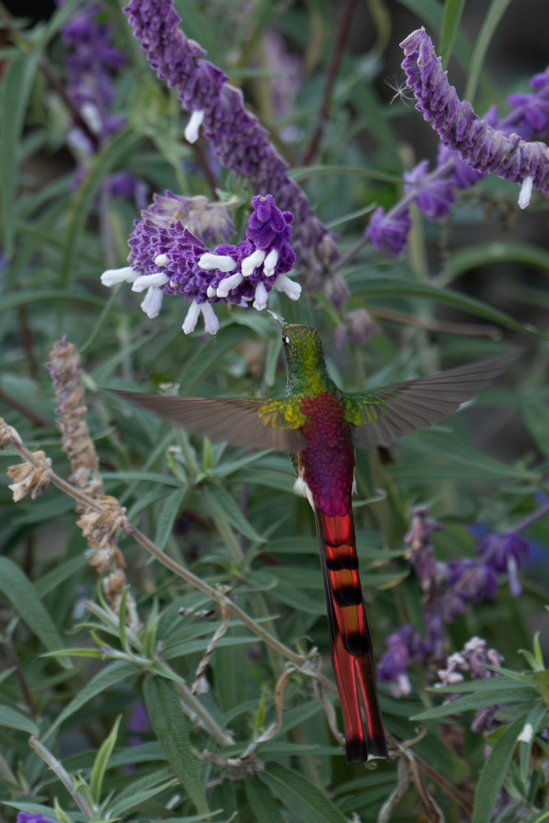 Red-tailed Comet - ML637299585