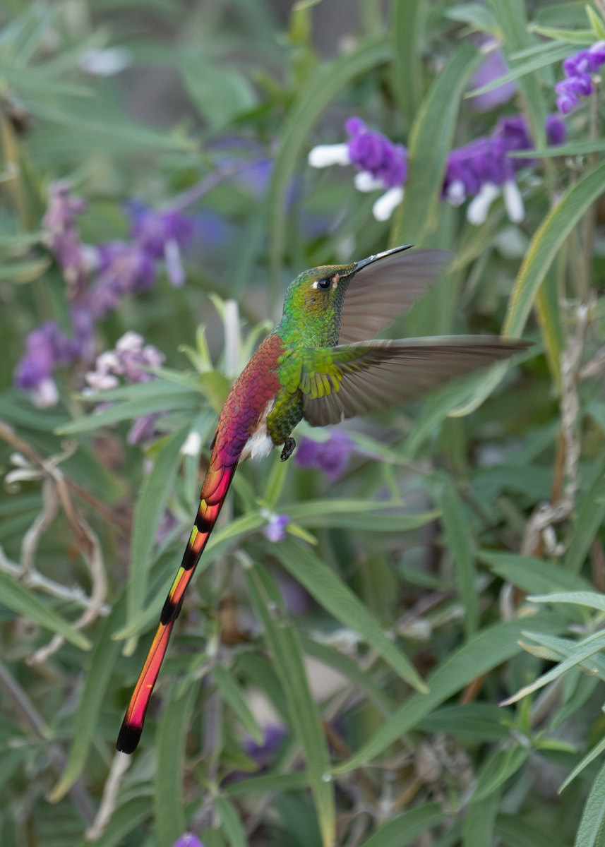 Red-tailed Comet - ML637299586