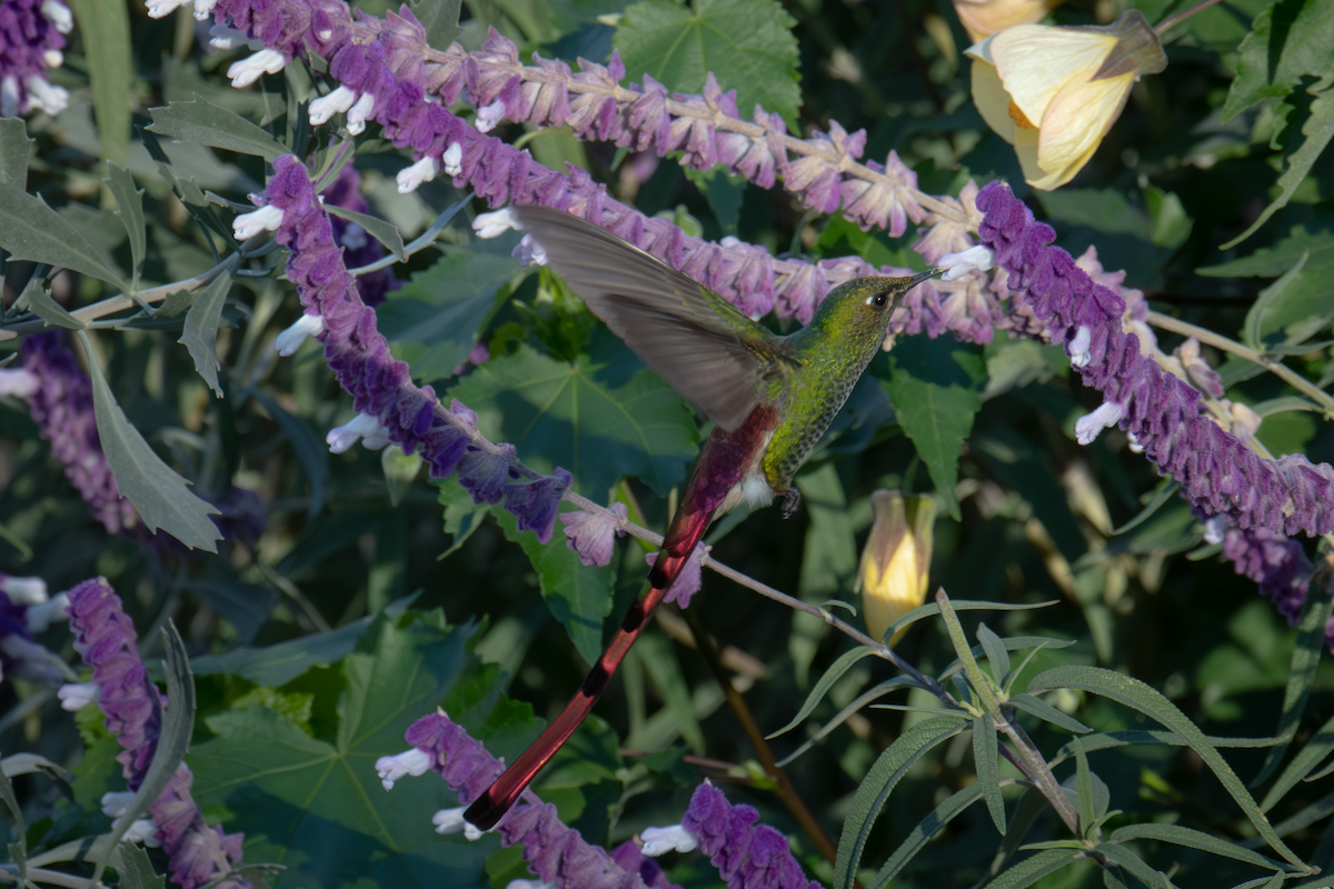 Red-tailed Comet - ML637299587
