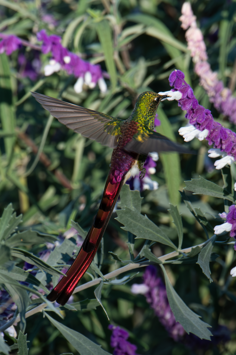 Red-tailed Comet - ML637299588