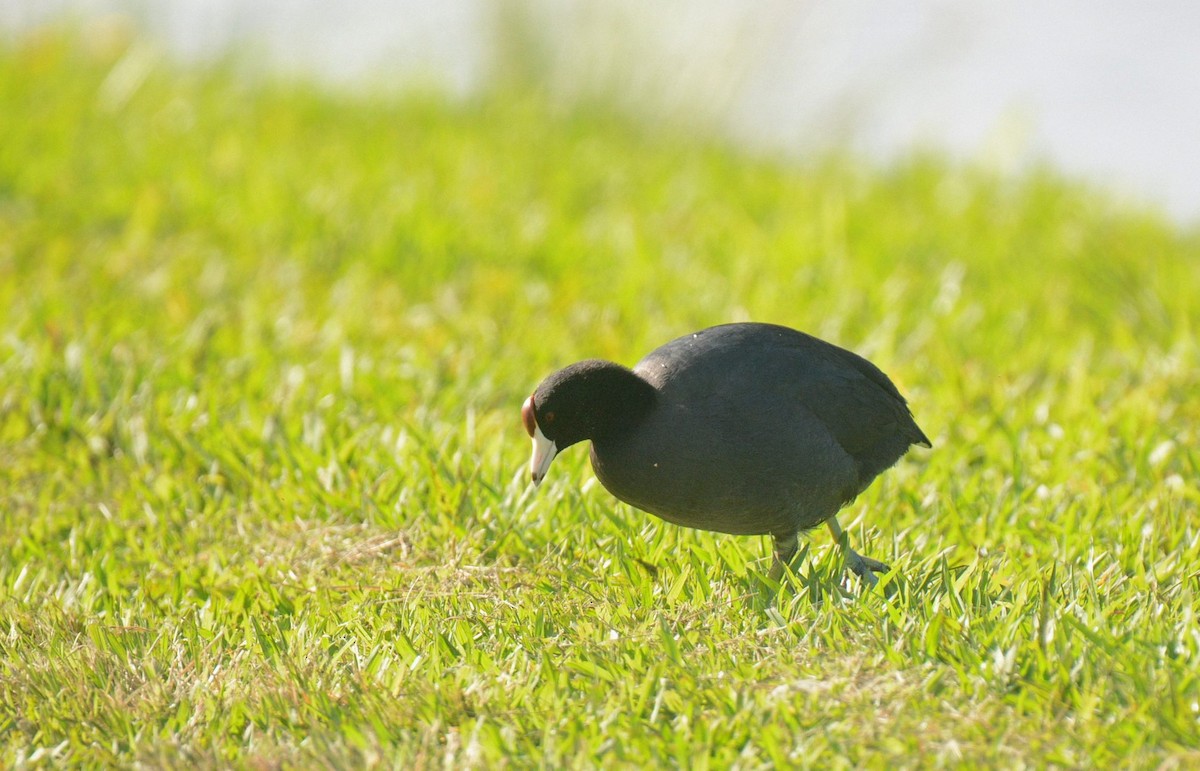 Hawaiian Coot (Red-shielded) - ML637299669