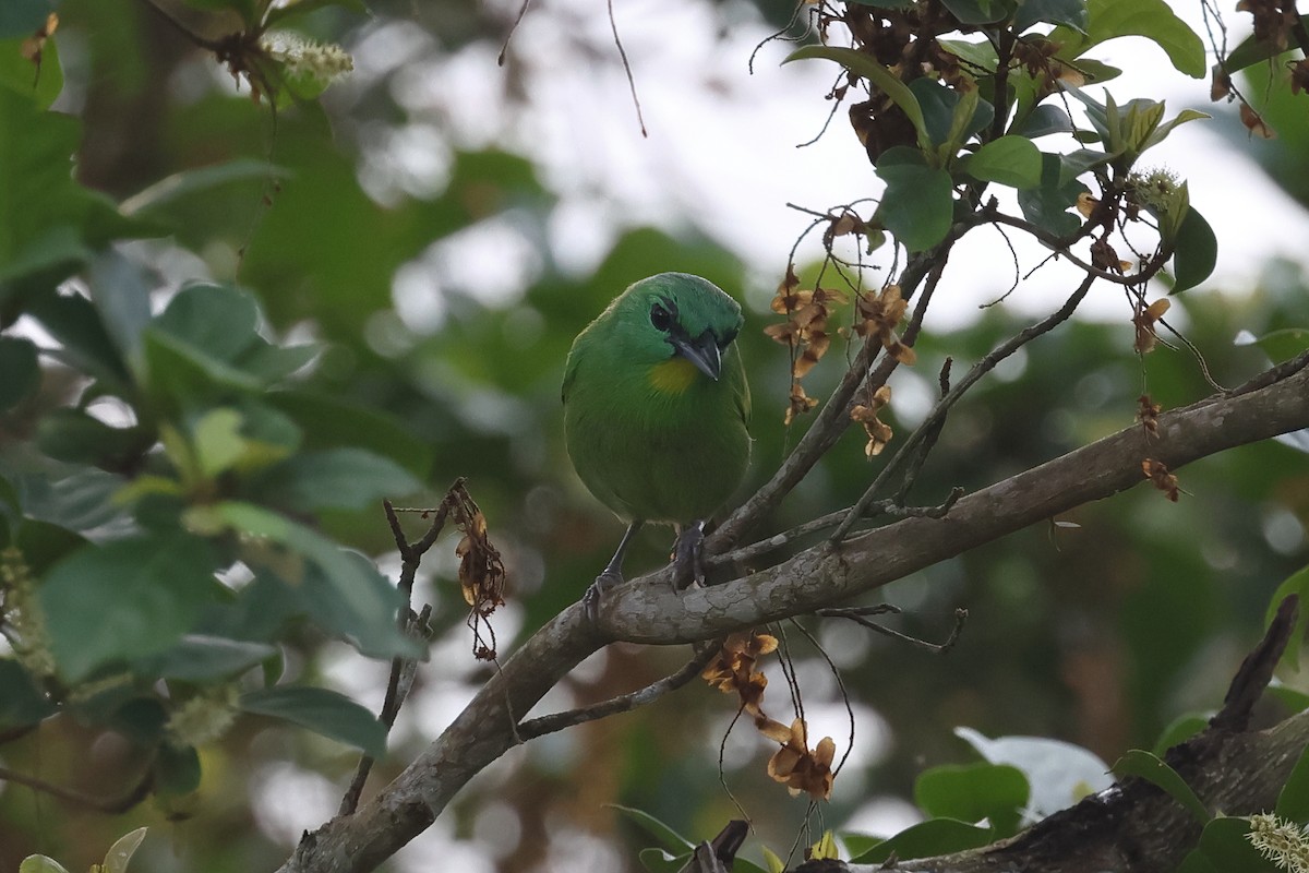 Green Shrike-Vireo - ML637299683