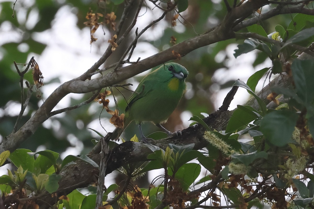 Green Shrike-Vireo - ML637299684