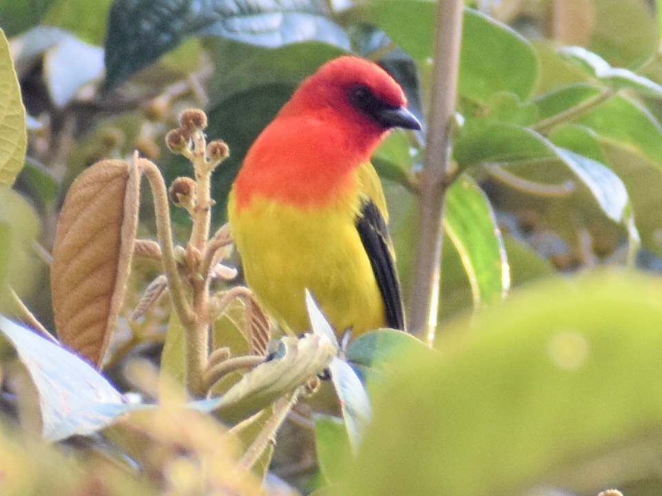 Red-hooded Tanager - ML637299686
