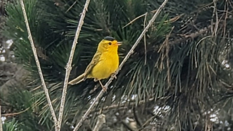 Wilson's Warbler - ML637299694