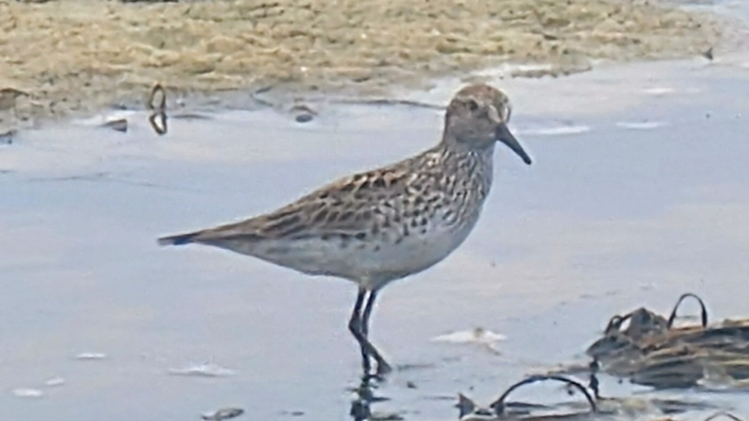 White-rumped Sandpiper - ML637299709