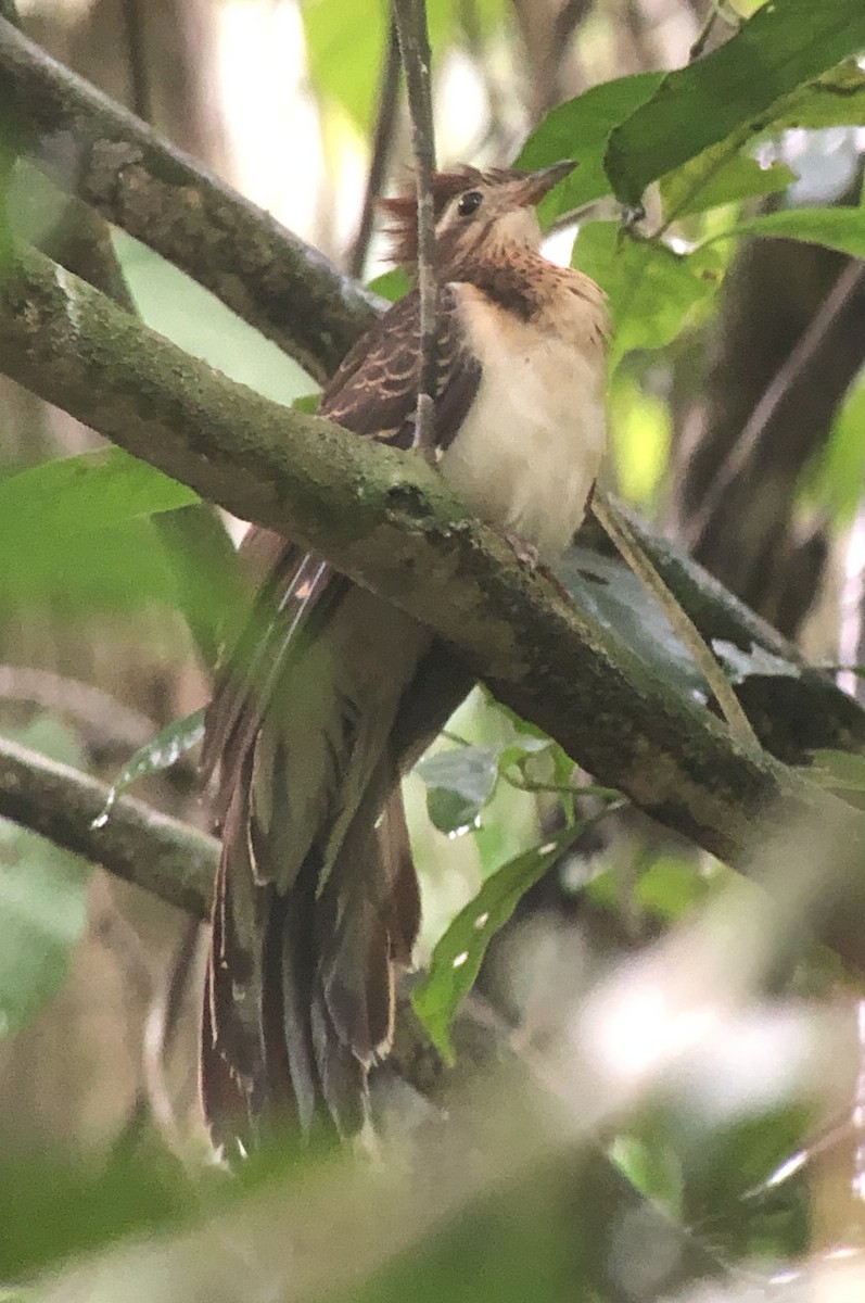 Pheasant Cuckoo - ML637299714