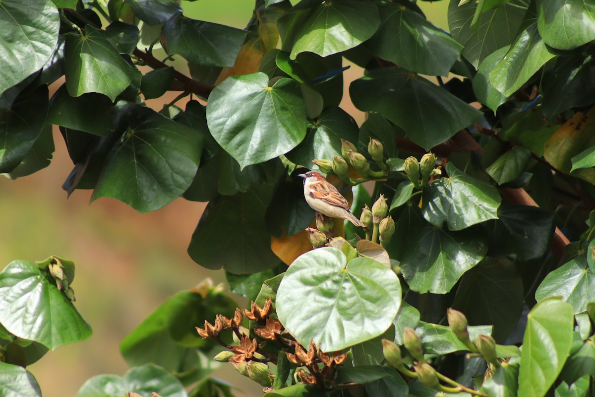 House Sparrow - ML637299725
