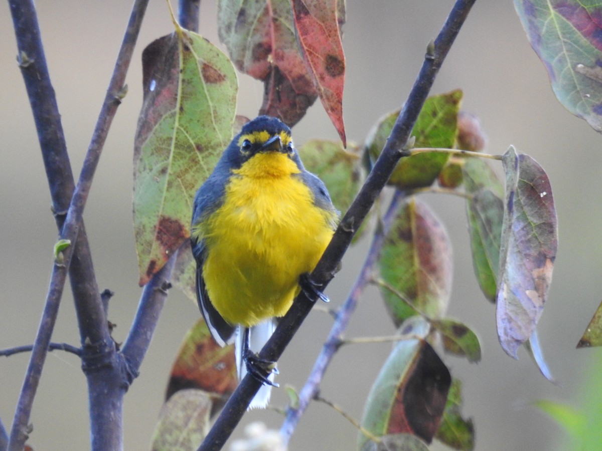 Spectacled Redstart - ML637299814