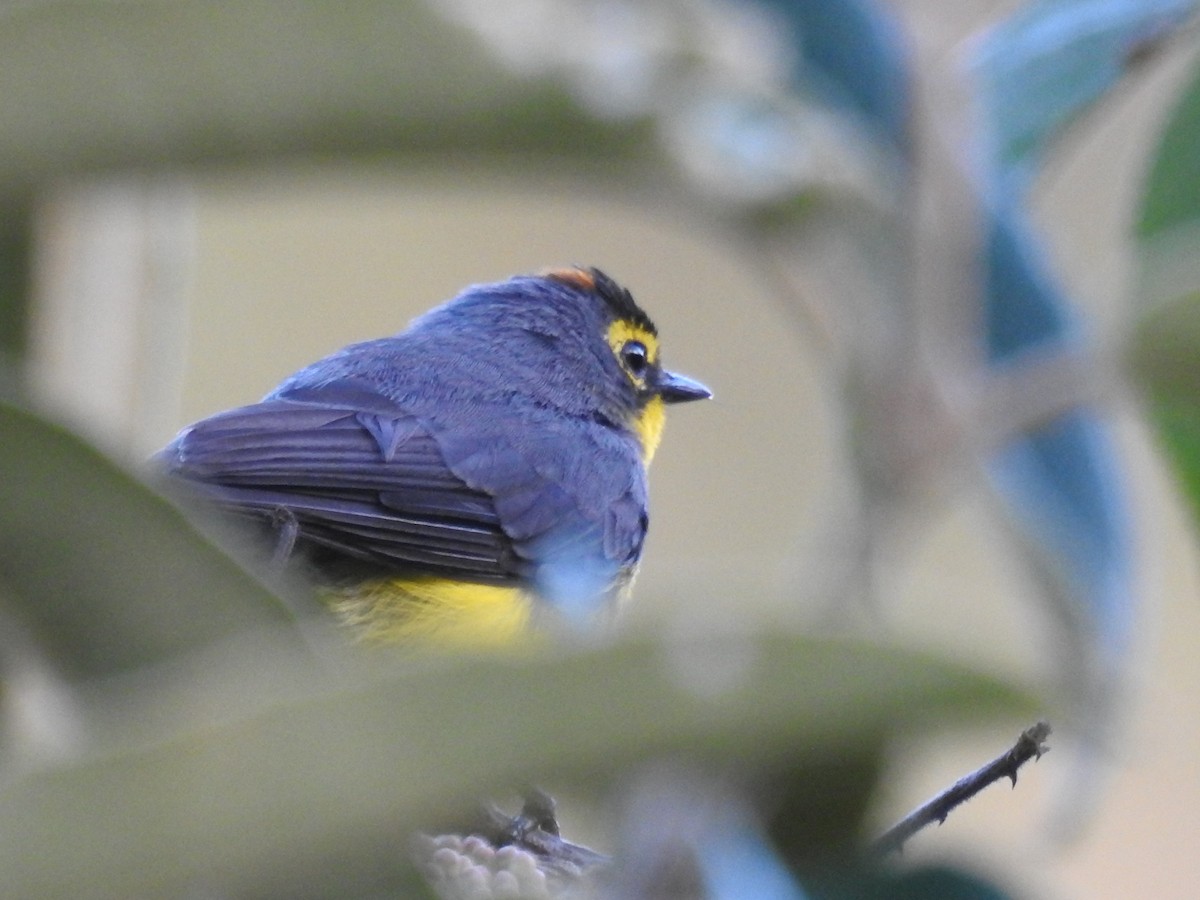 Spectacled Redstart - ML637299815