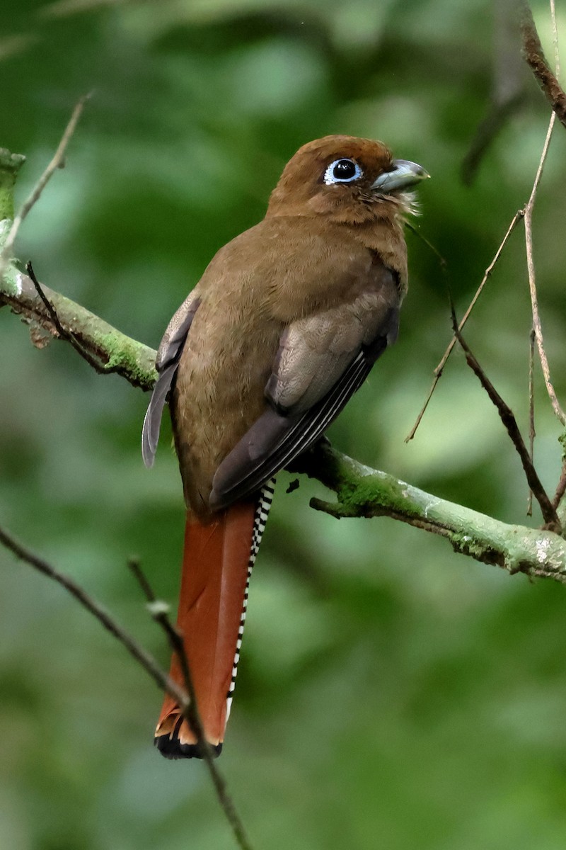 Northern Black-throated Trogon - ML637299839