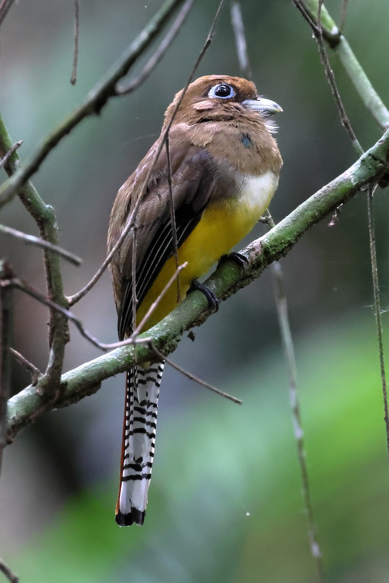 Northern Black-throated Trogon - ML637299840
