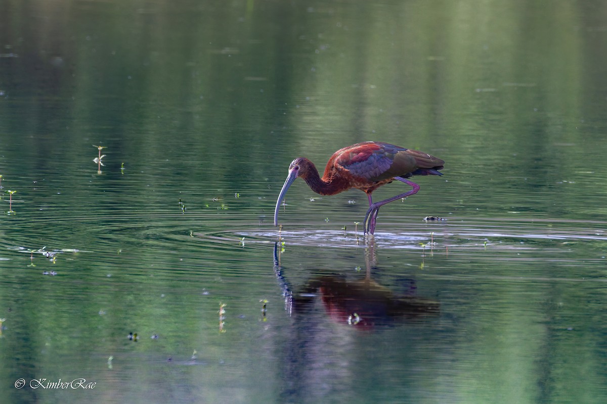 White-faced Ibis - ML637299875