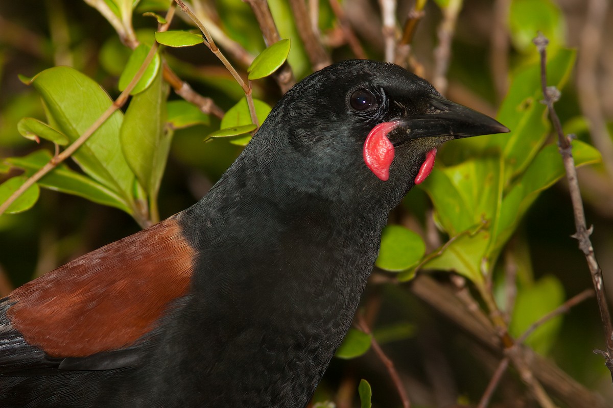 North Island Saddleback - ML637299914